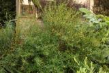 Heimia salicifolia RCP10-2015 (19).JPG